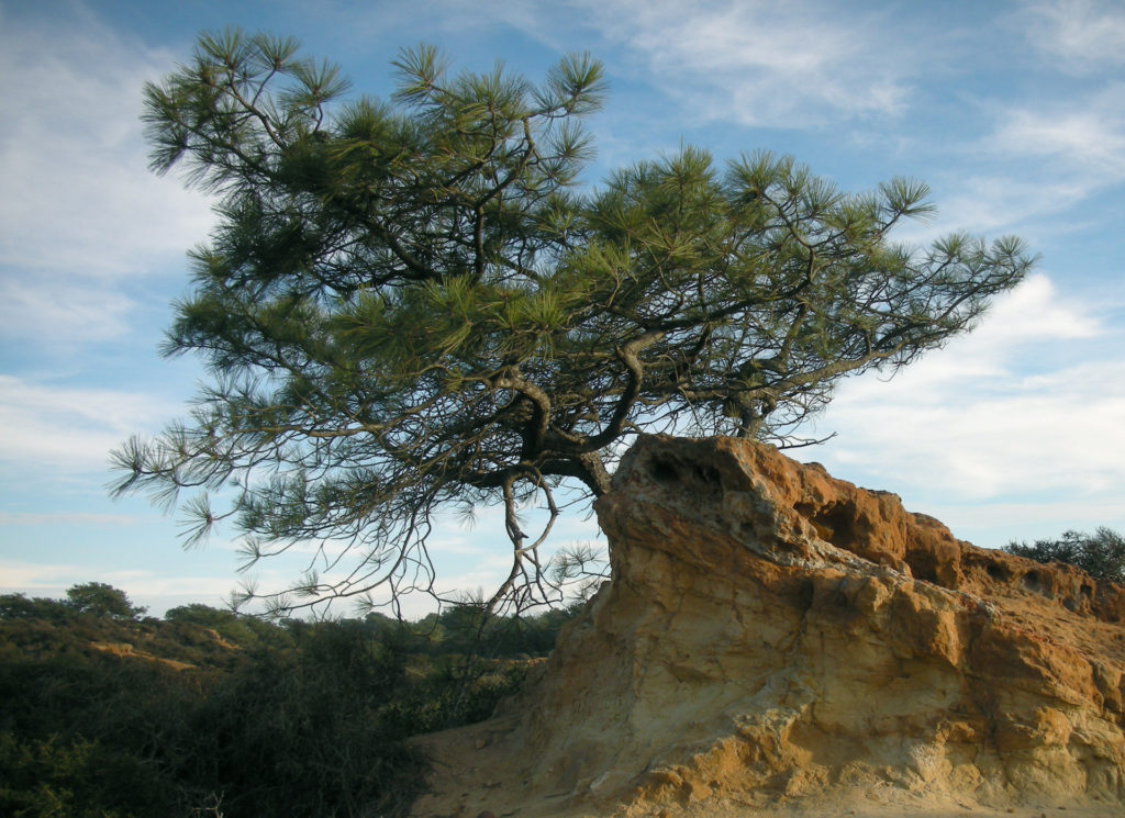 Torrey Pine and Red Rock
