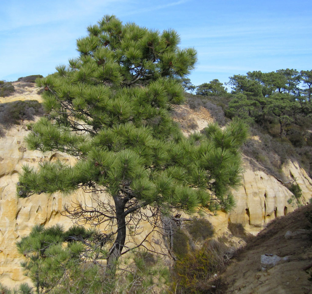 Torrey Pine and Yellow Rock