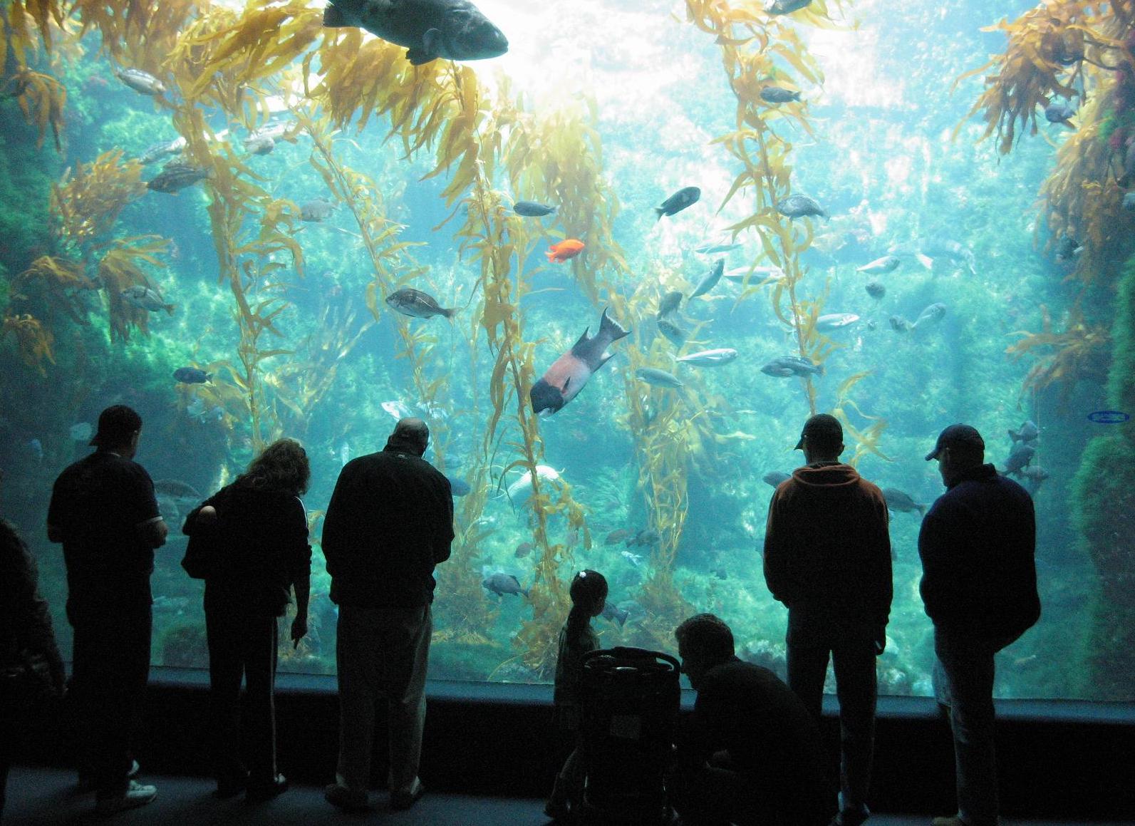 Kelp Tank Birch Aquarium
